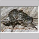 Rhaphigaster nebulosa - Graue Feldwanze - Wanzenschupf 02f.jpg